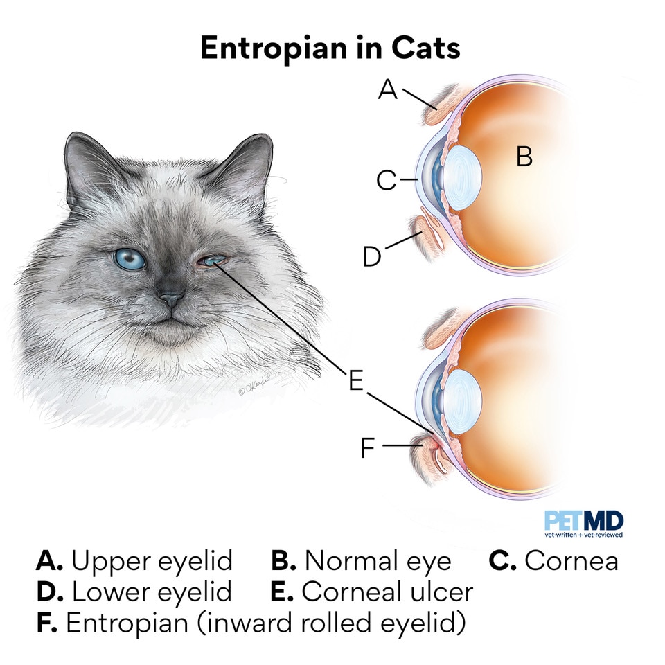 Why Are My Dogs Eyes Rolling Back